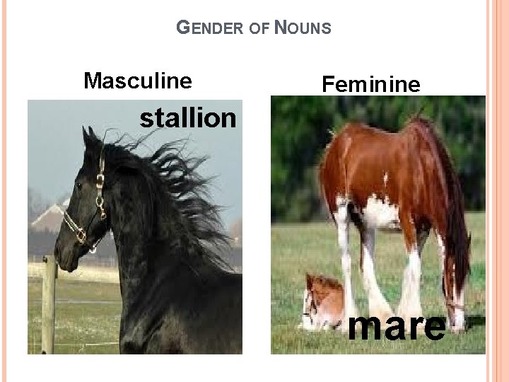 GENDER OF NOUNS Masculine Feminine stallion mare 