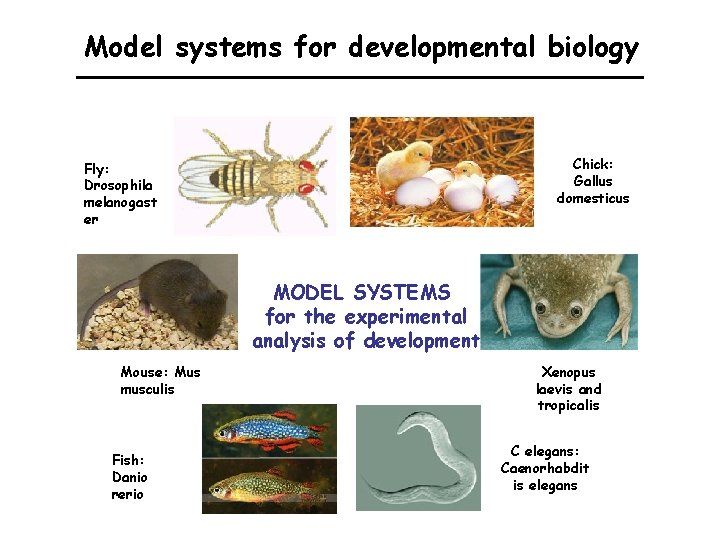 Model systems for developmental biology Chick: Gallus domesticus Fly: Drosophila melanogast er MODEL SYSTEMS