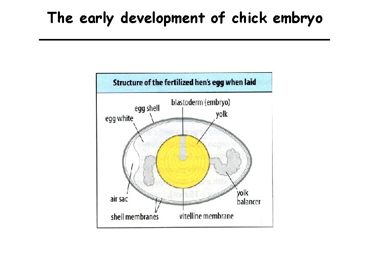 The early development of chick embryo 