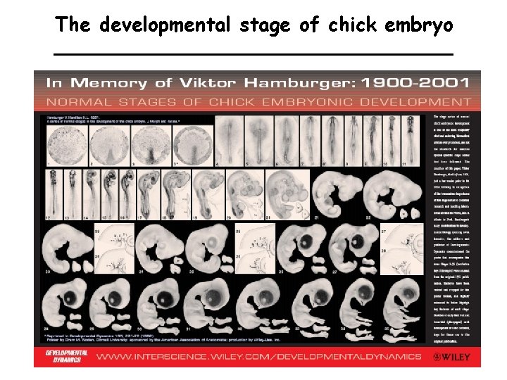 The developmental stage of chick embryo 