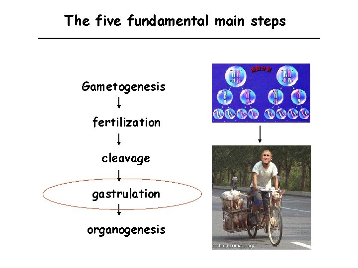 The five fundamental main steps Gametogenesis fertilization cleavage gastrulation organogenesis 