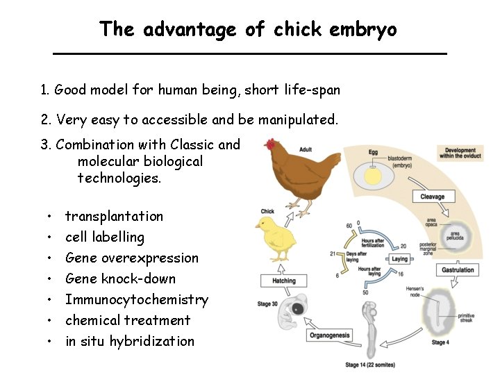 The advantage of chick embryo 1. Good model for human being, short life-span 2.