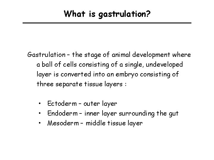 What is gastrulation? Gastrulation – the stage of animal development where a ball of