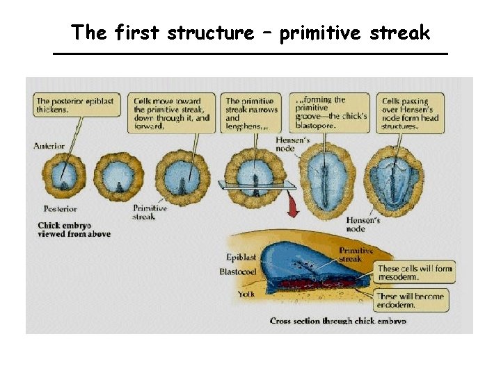 The first structure – primitive streak 