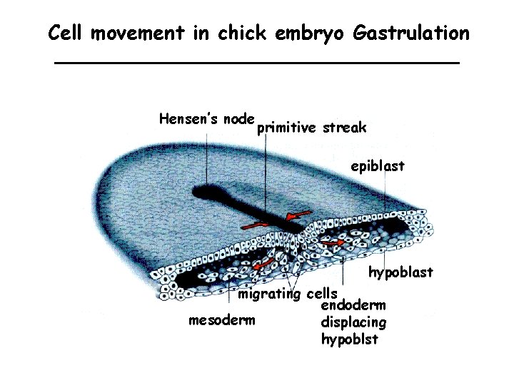 Cell movement in chick embryo Gastrulation Hensen’s node primitive streak epiblast hypoblast migrating cells