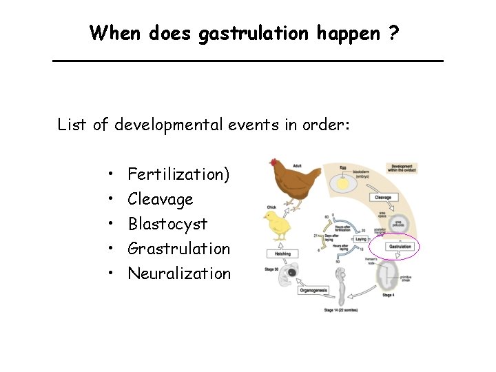 When does gastrulation happen ? List of developmental events in order: • • •