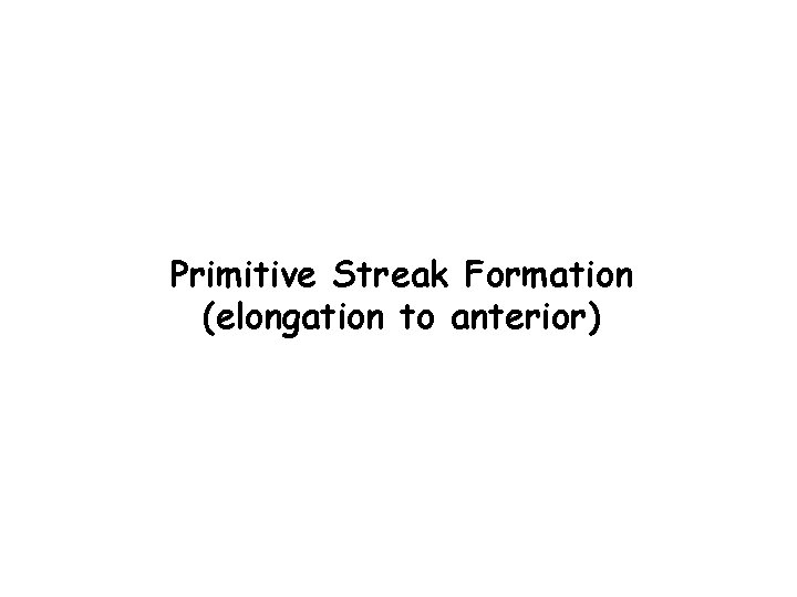 Primitive Streak Formation (elongation to anterior) 