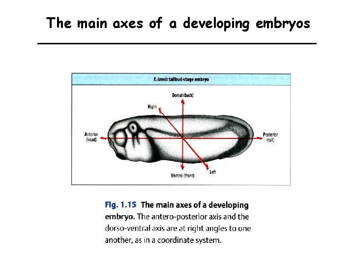 The main axes of a developing embryos 