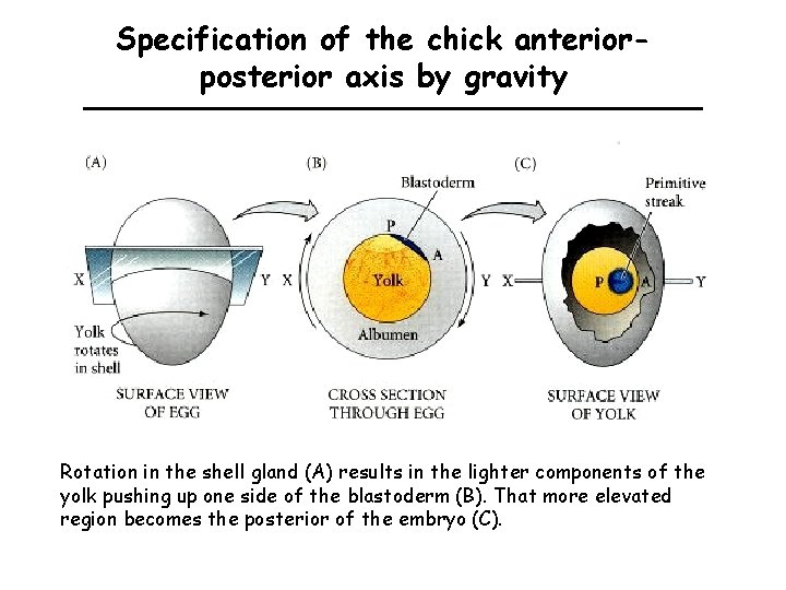 Specification of the chick anteriorposterior axis by gravity Rotation in the shell gland (A)
