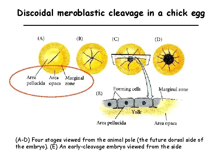 Discoidal meroblastic cleavage in a chick egg (A-D) Four stages viewed from the animal