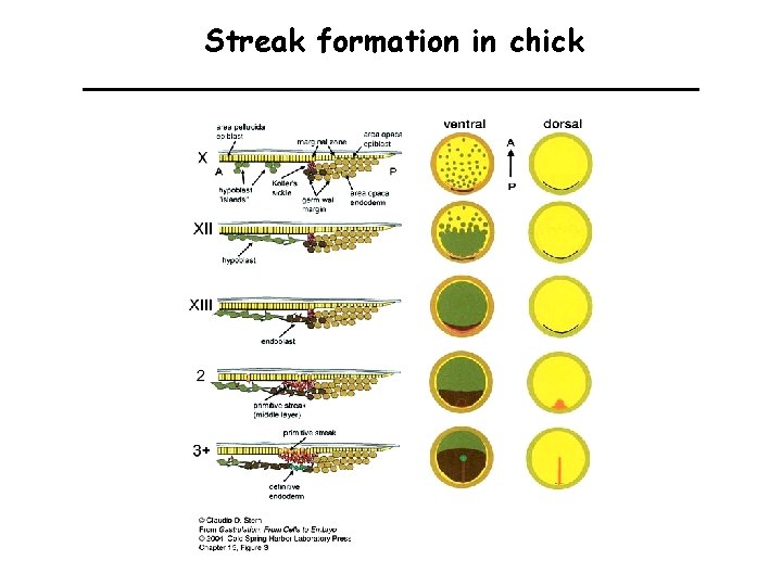 Streak formation in chick 