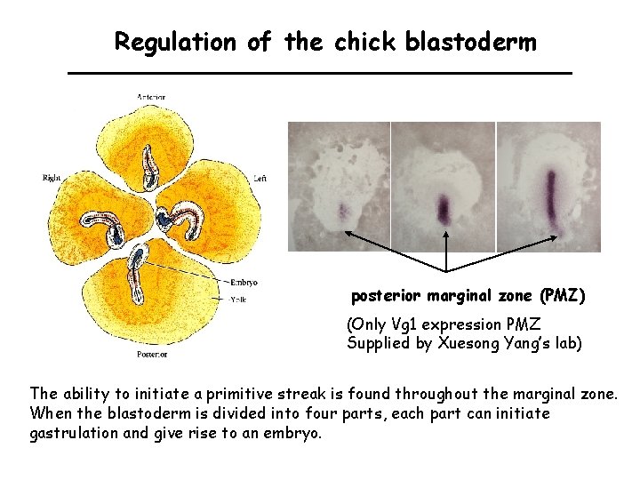 Regulation of the chick blastoderm posterior marginal zone (PMZ) (Only Vg 1 expression PMZ