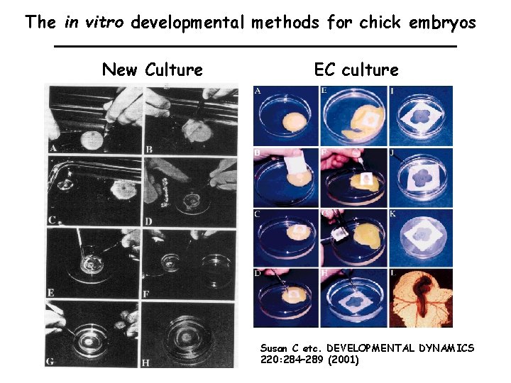 The in vitro developmental methods for chick embryos New Culture EC culture Susan C