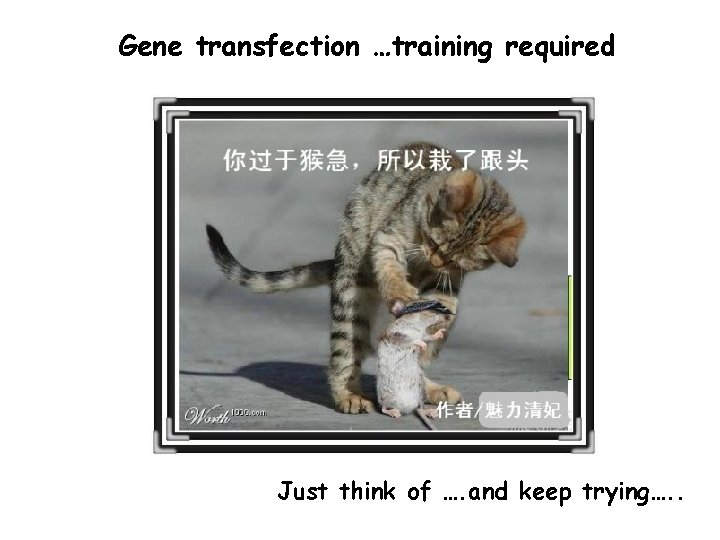 Gene transfection …training required Just think of …. and keep trying…. . 