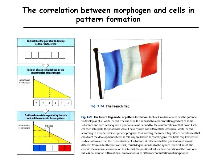 The correlation between morphogen and cells in pattern formation 