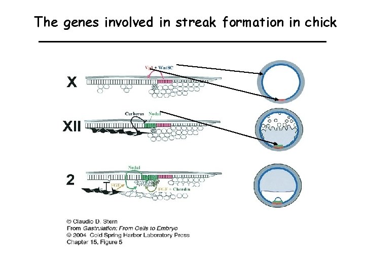 The genes involved in streak formation in chick 