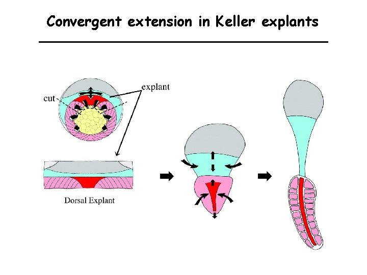 Convergent extension in Keller explants 