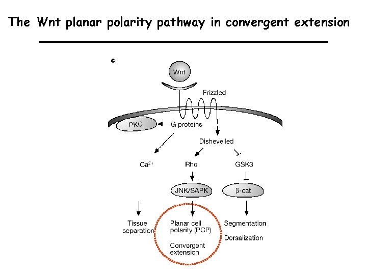 The Wnt planar polarity pathway in convergent extension 