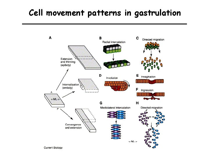 Cell movement patterns in gastrulation 