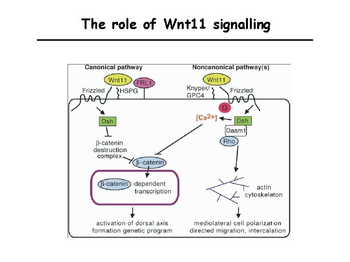 The role of Wnt 11 signalling 