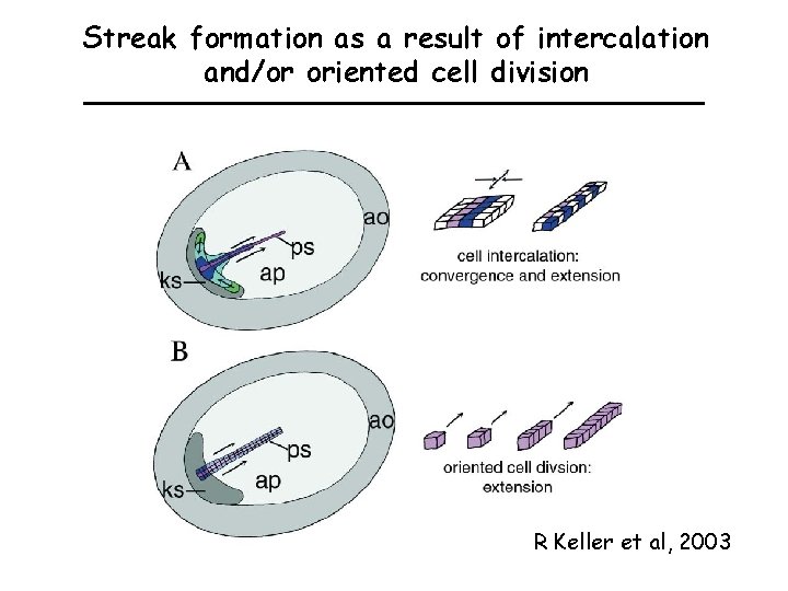 Streak formation as a result of intercalation and/or oriented cell division R Keller et