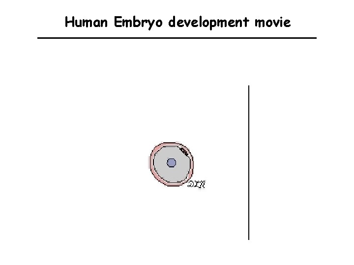 Human Embryo development movie 