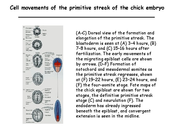 Cell movements of the primitive streak of the chick embryo (A-C) Dorsal view of