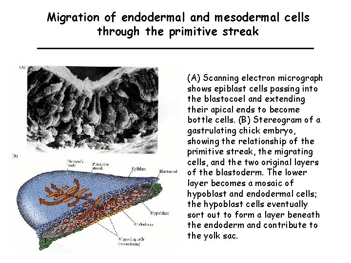 Migration of endodermal and mesodermal cells through the primitive streak (A) Scanning electron micrograph