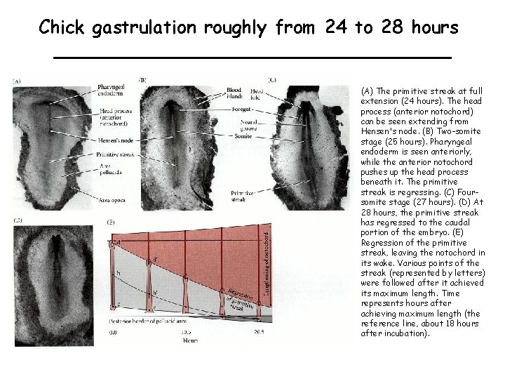 Chick gastrulation roughly from 24 to 28 hours (A) The primitive streak at full