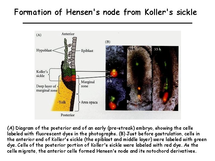 Formation of Hensen's node from Koller's sickle (A) Diagram of the posterior end of
