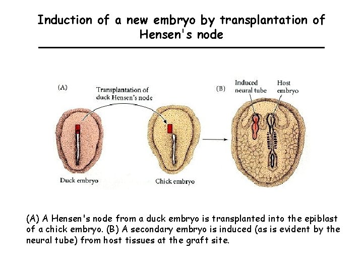 Induction of a new embryo by transplantation of Hensen's node (A) A Hensen's node