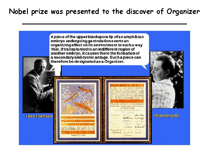 Nobel prize was presented to the discover of Organizer 