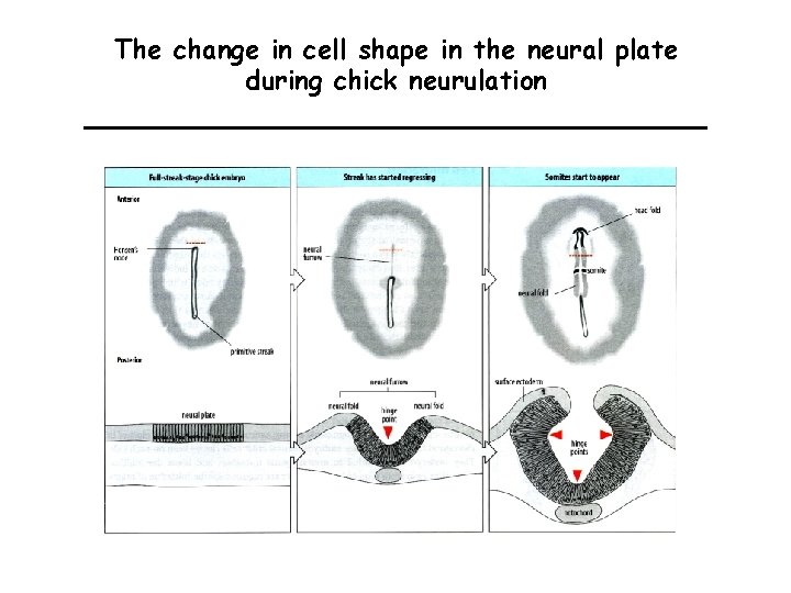 The change in cell shape in the neural plate during chick neurulation 