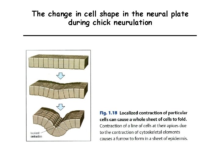 The change in cell shape in the neural plate during chick neurulation 