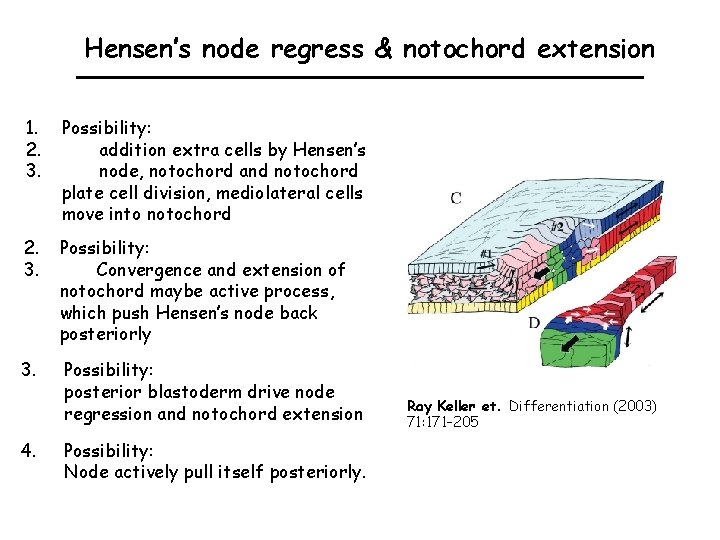 Hensen’s node regress & notochord extension 1. 2. 3. Possibility: addition extra cells by