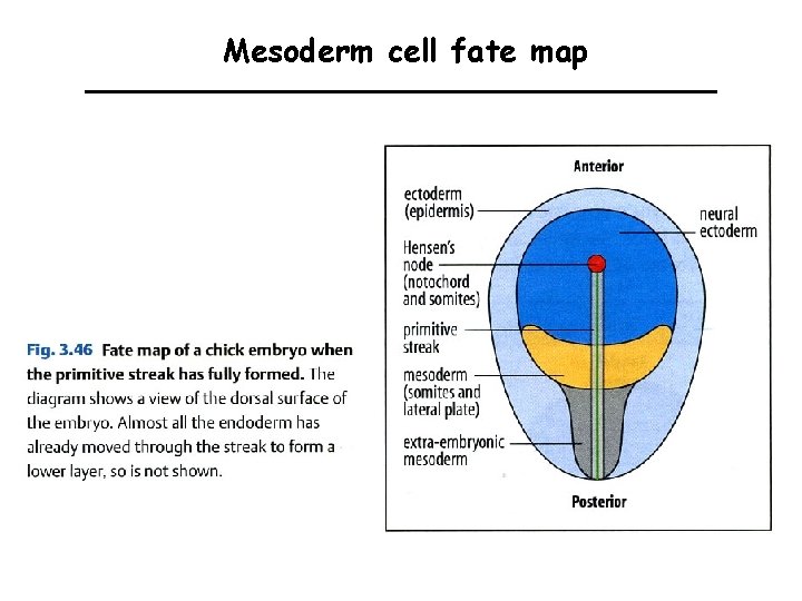 Mesoderm cell fate map 