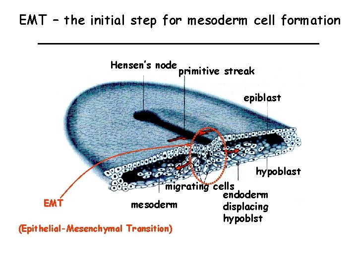 EMT – the initial step for mesoderm cell formation Hensen’s node primitive streak epiblast