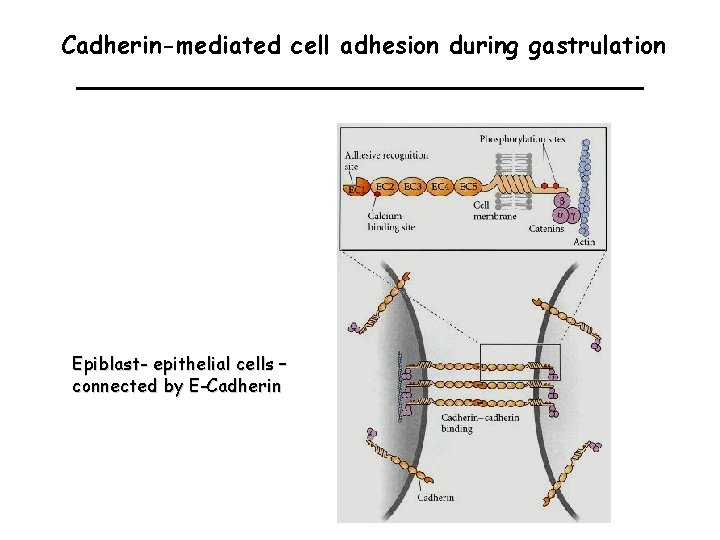 Cadherin-mediated cell adhesion during gastrulation Epiblast- epithelial cells – connected by E-Cadherin 