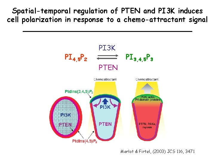 Spatial-temporal regulation of PTEN and PI 3 K induces cell polarization in response to