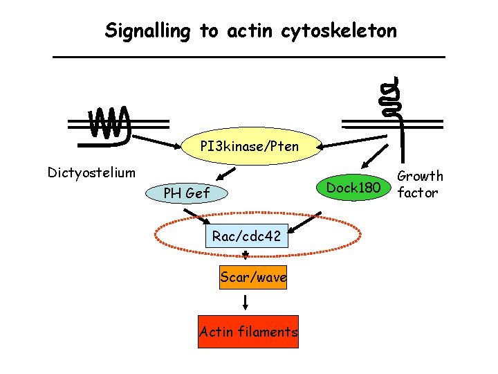 Signalling to actin cytoskeleton PI 3 kinase/Pten Dictyostelium Dock 180 PH Gef Rac/cdc 42