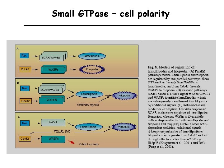 Small GTPase – cell polarity 