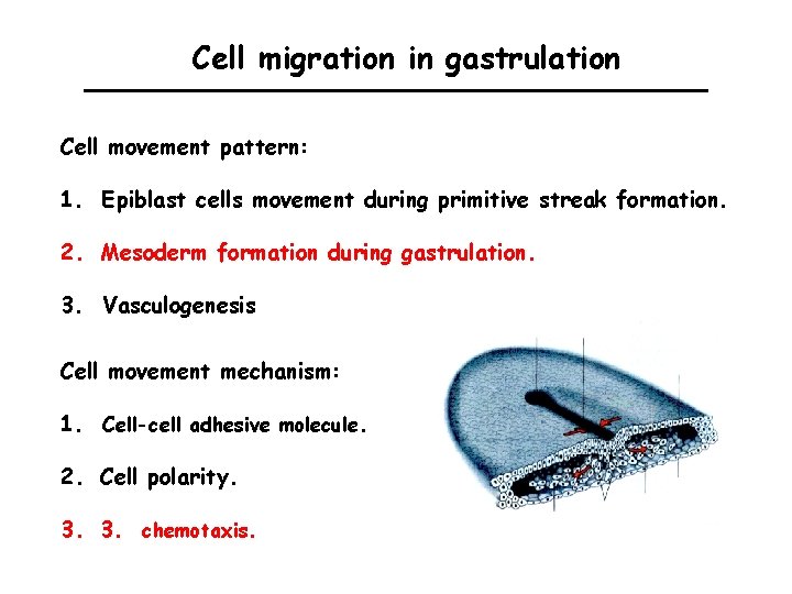 Cell migration in gastrulation Cell movement pattern: 1. Epiblast cells movement during primitive streak