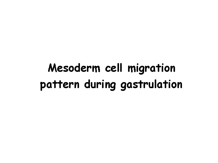 Mesoderm cell migration pattern during gastrulation 