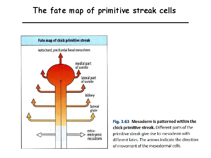 The fate map of primitive streak cells 