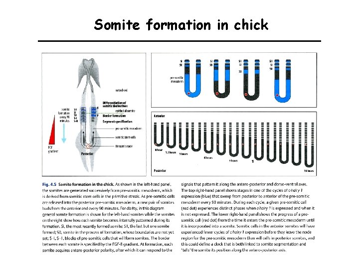 Somite formation in chick 
