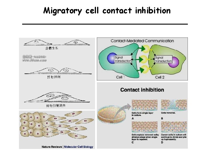 Migratory cell contact inhibition 