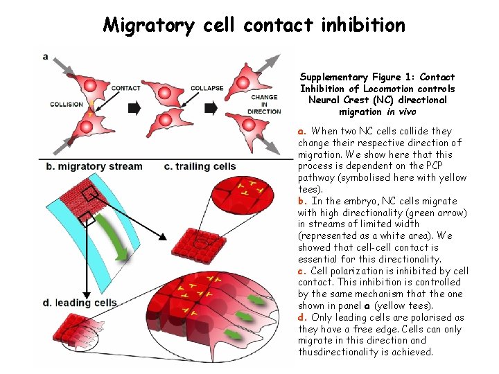 Migratory cell contact inhibition Supplementary Figure 1: Contact Inhibition of Locomotion controls Neural Crest