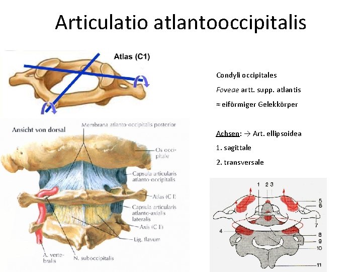 Articulatio atlantooccipitalis Condyli occipitales Foveae artt. supp. atlantis ≈ eiförmiger Gelekkörper Achsen: → Art.