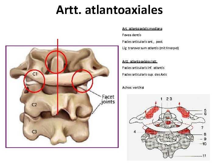 Artt. atlantoaxiales Art. atlantoaxialis mediana Fovea dentis Facies articularis ant. , post. Lig. transversum