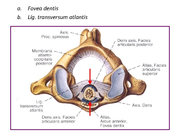 a. Fovea dentis b. Lig. transversum atlantis 